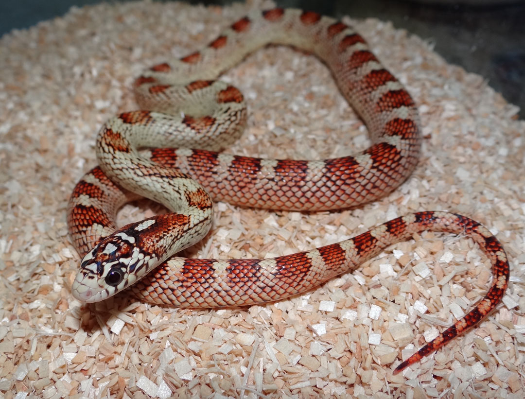 Bloodred Jungle Cornsnake