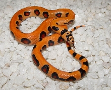Thayeri X Cornsnake X Cal King X Pueblan