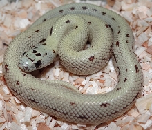 Cornsnake x Nelson's Milksnake