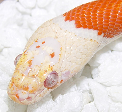 Albino Grayband Kingsnake 62.5%