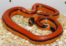 Imperial Pueblan X Honduran Milk Hybrid