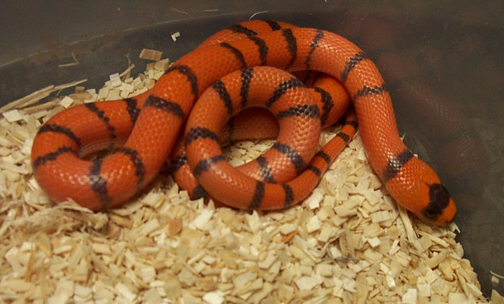 hypo hondo