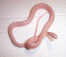 Albino Splendida Jungle Corn