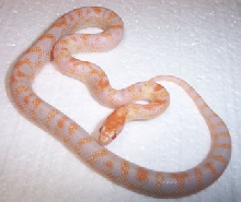 Albino Splendida Jungle Corn2