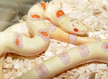 Nelson Milksnake x Patternless Thayeri