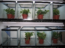 baby chameleon rack