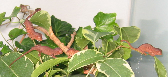 baby sambavas