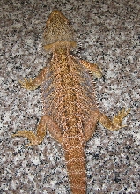 another juv blood male