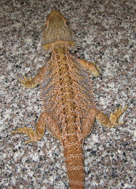 another juv blood male