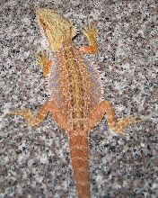 juv blood male
