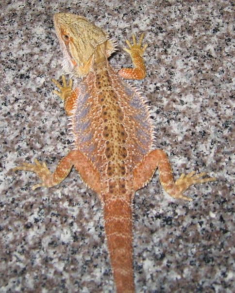 juv blood male