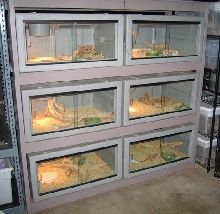 Bearded dragon rack