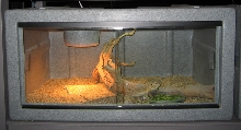 Female Bearded Dragons cage
