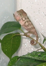 baby ambanja