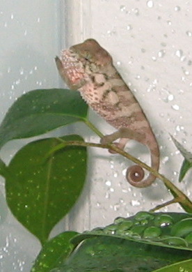 baby ambanja