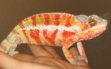 Juvenile Male Ambanja
