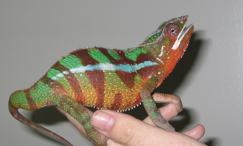 Sambava Male