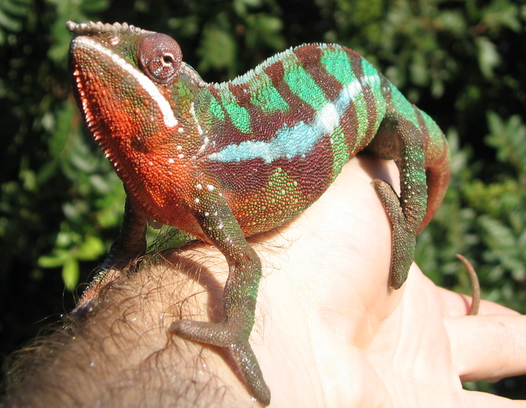 Sambava male