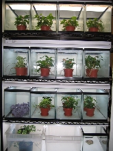 Completed baby cham rack