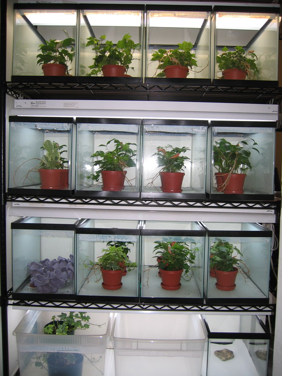 Completed baby cham rack
