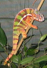 new sambava male