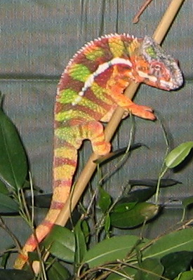 new sambava male