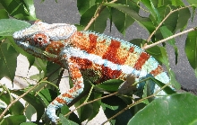 Juvenile Ambanja Male "Gentle"