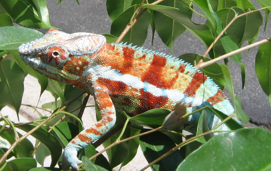 Juvenile Ambanja Male "Gentle"