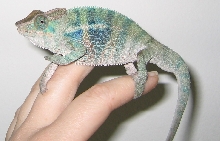 4 month old baby Ambanja