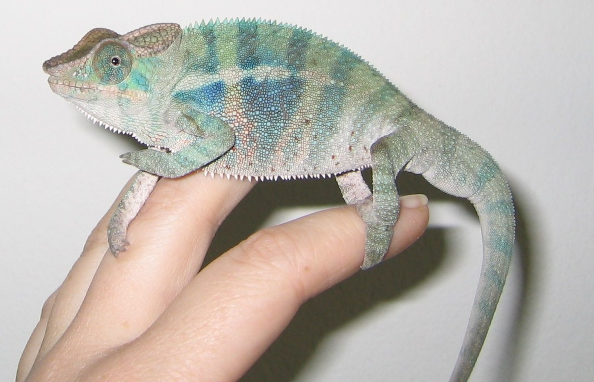 4 month old baby Ambanja