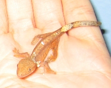 hatchling crested gecko