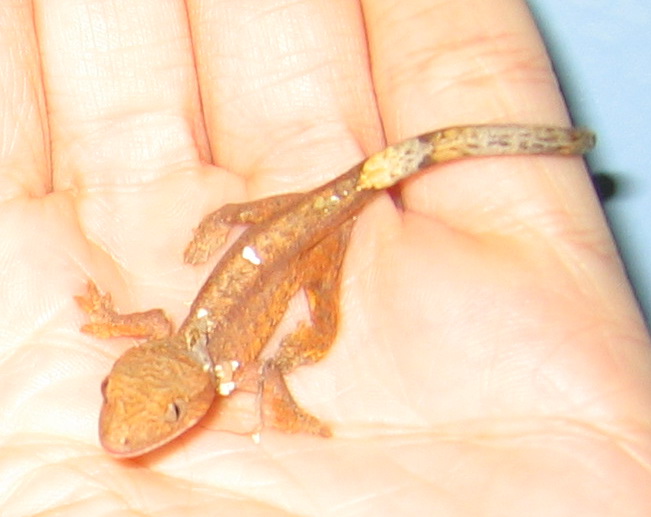 hatchling crested gecko