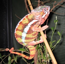 Captive Hatched Sambava Male