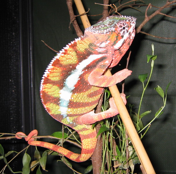 Captive Hatched Sambava Male