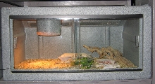 Ornate Uromastyx cage