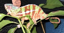 Sammy