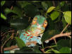 new male ambanja front view