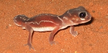 male knobtail gecko