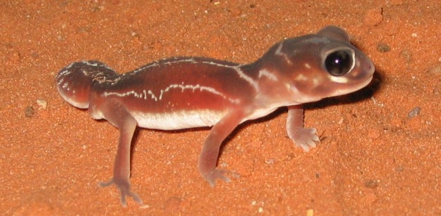 male knobtail gecko