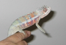 juvenile male ambanja