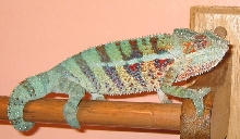 juvenile male ambanja