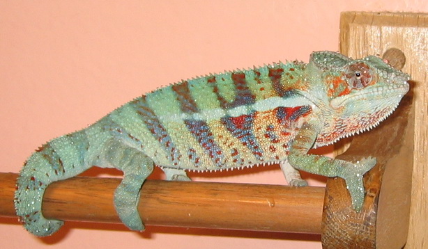 juvenile male ambanja