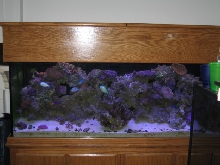 150 gallon reef tank