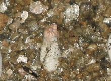 baby ambanja
