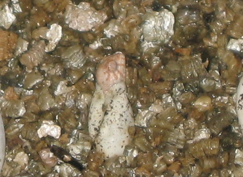 baby ambanja