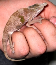 juvenile male fischers, side view