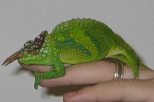 montium male