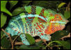 new male ambanja