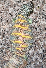 male ornate uromastyx
