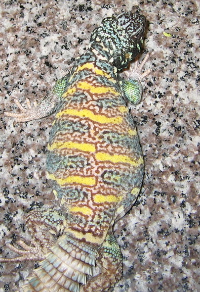 male ornate uromastyx